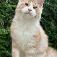 Maine Coon cuccioli meravigliosi