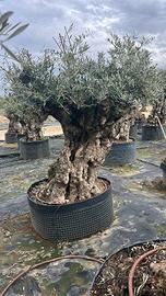 Olivo Secolare
