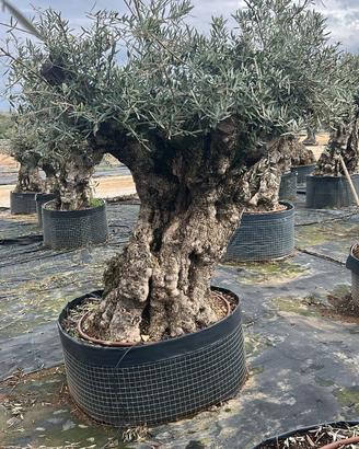 Olivo Secolare