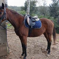 Anglo araba fondo inglese- doc unire