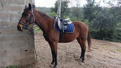 Anglo araba fondo inglese- doc unire