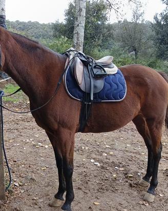 Anglo araba fondo inglese- doc unire