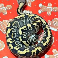 Ball Python, Pitone Reale, rettili, serpenti