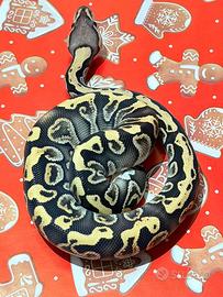 Ball Python, Pitone Reale, rettili, serpenti