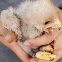 Disponibile rapace pullo poiana di Harris