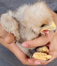 Disponibile rapace pullo poiana di Harris