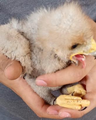 Disponibile rapace pullo poiana di Harris