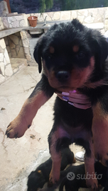 Cuccioli di Rottweiler di alta genealogia