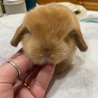 Coniglio minilop fulvo