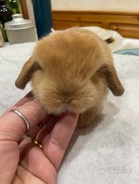 Coniglio minilop fulvo