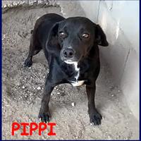 PIPPI poco più di 10 kg troppo dolce per restare c