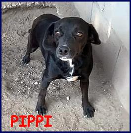 PIPPI poco più di 10 kg troppo dolce per restare c