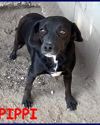 PIPPI poco più di 10 kg troppo dolce per restare c