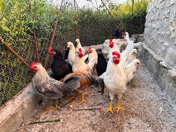 Galletti ornamentali ibridi di 4 mesi