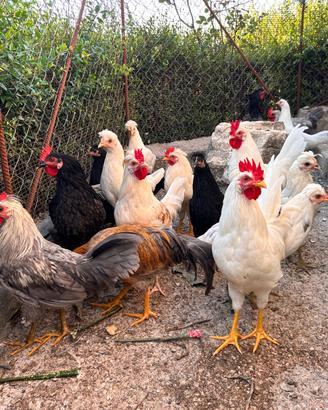 Galletti ornamentali ibridi di 4 mesi