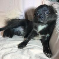 Chihuahua con Pedigree