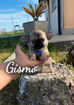 Chihuahua maschio a pelo corto
 in vendita a Milano