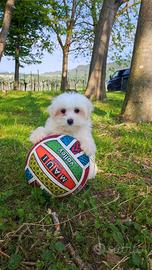 Cucciolo di maltese maschio