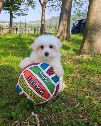 Cucciolo di maltese maschio