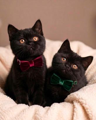 cucciola allevamento British scontata 