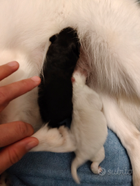 Spitz nani (Pomerania)due batuffoli