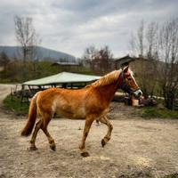 Cavallo hafflinger