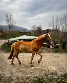 Cavallo hafflinger