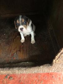 Cuccioli beagle