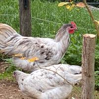 Vendi gallo AUSTRALOP SPLASCH 5 mesi