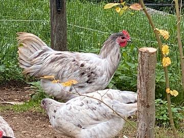 Vendi gallo AUSTRALOP SPLASCH 5 mesi