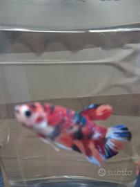 betta splendent 