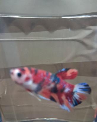 betta splendent 