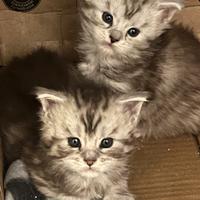 Cuccioli Maine Coon con Pedigree