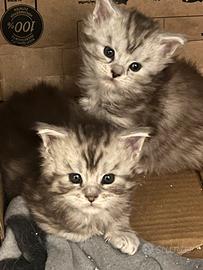 Cuccioli Maine Coon con Pedigree