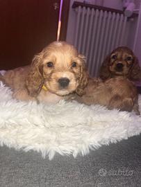 Cuccioli cocker spaniel inglese