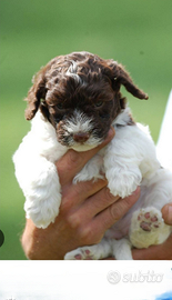 Lagotto romagnolo con pedigree