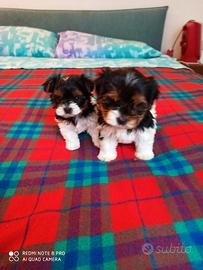 Cuccioli piccola taglia Yorkshire Biewer