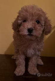 Barboncino Toy color albicocca