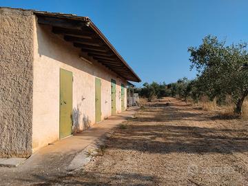 Terreno edificabile con uliveto