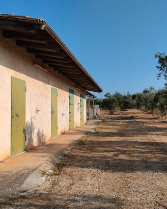 Terreno edificabile con uliveto