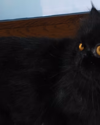 Gatto persiano maschio