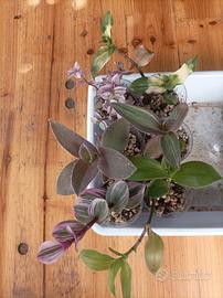 Box tradescantia lotto piante radicate 🩷 💚