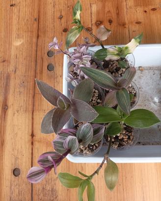 Box tradescantia lotto piante radicate 🩷 💚