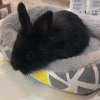 Conigli testa di leone nani