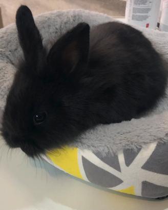 Conigli testa di leone nani