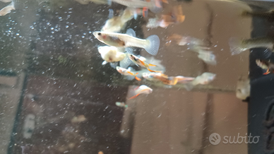Pesci guppy gratis
