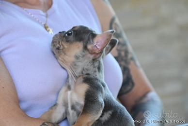 Bulldog francese