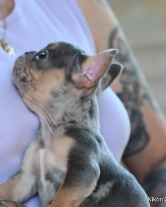 Bulldog francese