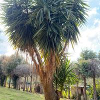 Pianta yucca