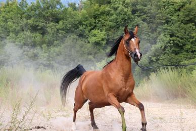 cavallo 